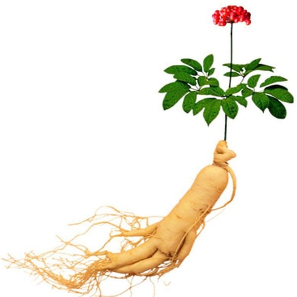 Hương Nhân Sâm - GINSENG FLAVOUR